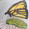 Chrysalis