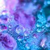 Water Drop