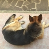 quieora
