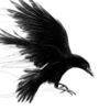 Crow Patrol