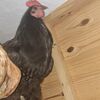 Chicken Mellisa or Lincoln Saayman